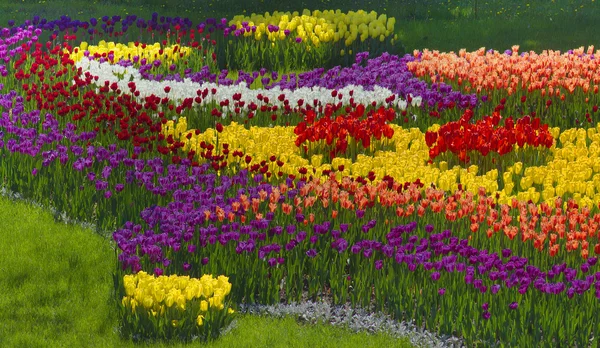 Tulipani primaverili fioriti — Foto Stock