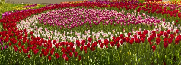 Tulipani primaverili fioriti — Foto Stock