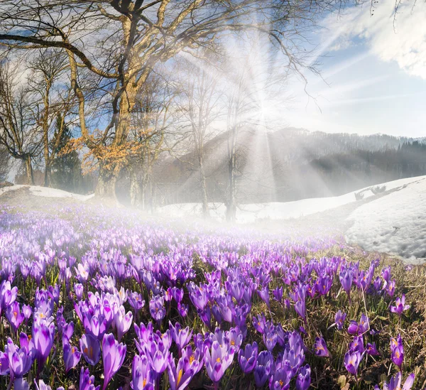 Krokussen bloeien in de Karpaten — Stockfoto