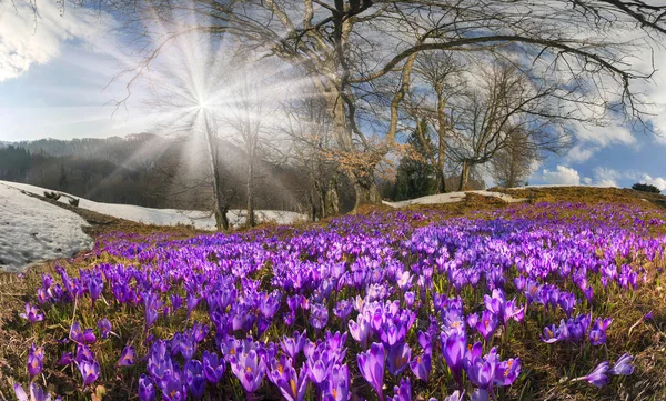 Krokusar blommar i Karpaterna — Stockfoto