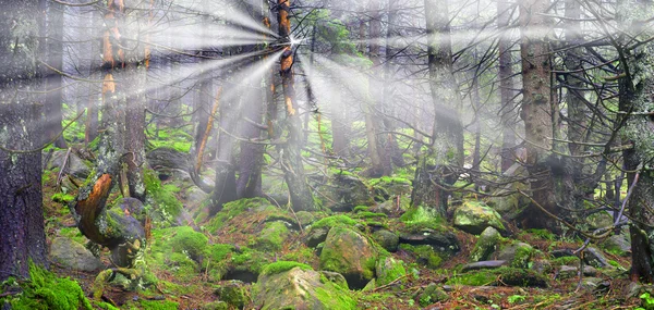 Floresta mágica dos Cárpatos — Fotografia de Stock
