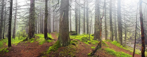 Foresta magica dei Carpazi — Foto Stock