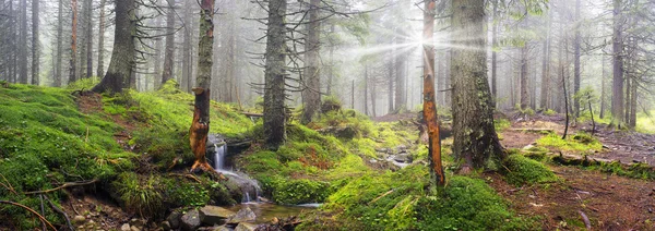 Floresta mágica dos Cárpatos — Fotografia de Stock