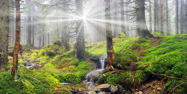 Волшебный карпатский лес — стоковое фото