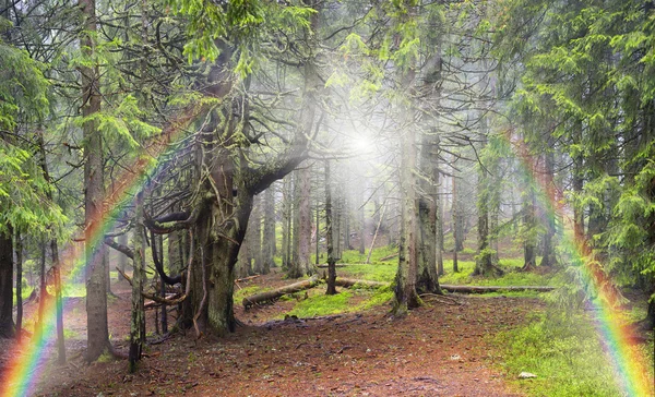 Floresta mágica dos Cárpatos — Fotografia de Stock