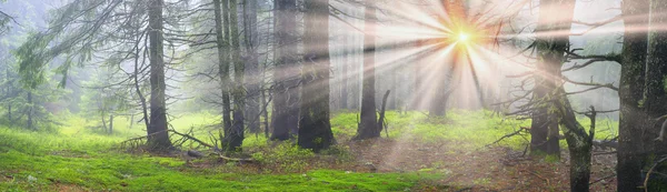 Sihirli Karpat orman — Stok fotoğraf