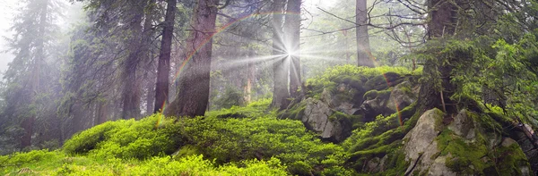Магія карпатських лісів — стокове фото