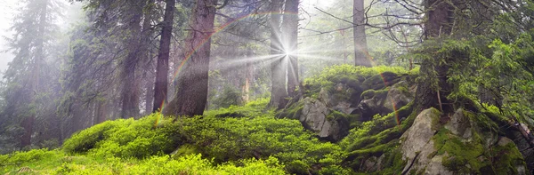 Bosque mágico de Cárpatos —  Fotos de Stock