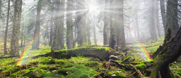 魔法的喀尔巴阡森林 — 图库照片