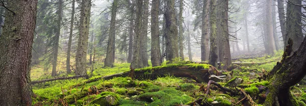 Magiska Carpathian forest — Stockfoto