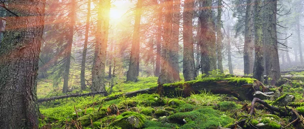 Hutan Carpathian ajaib — Stok Foto