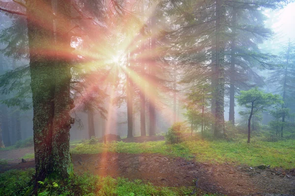 Волшебный карпатский лес — стоковое фото