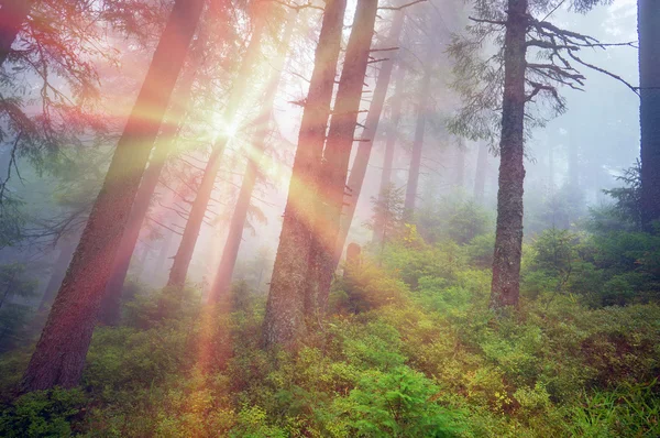 Magic Carpathian forest — Stock Photo, Image