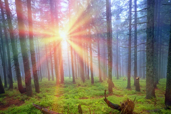 Magic Carpathian forest — Stock Photo, Image