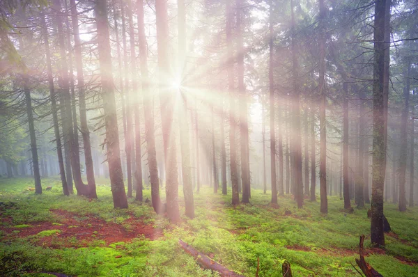 Magic Carpathian forest — Stock Photo, Image