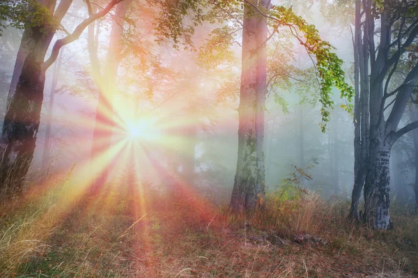 Magische Karpaten Bos — Stockfoto