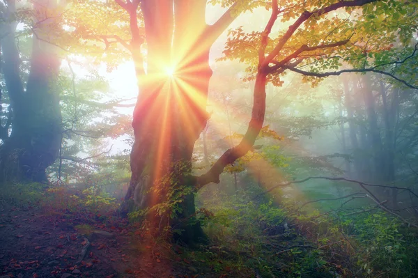 Sihirli Karpat orman — Stok fotoğraf