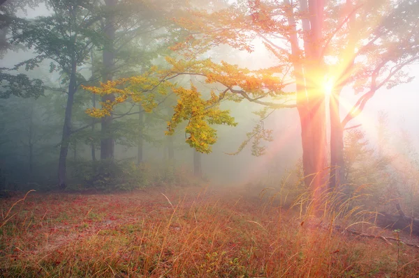 Magische Karpaten Bos — Stockfoto