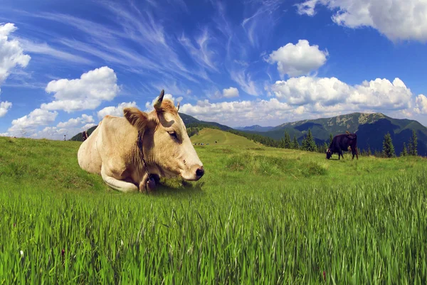 Mucche sul prato di montagna — Foto Stock