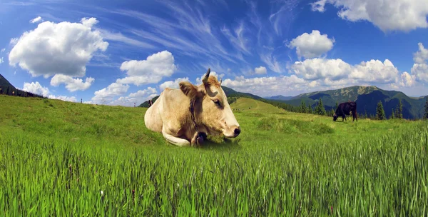 cows on mountain meadow