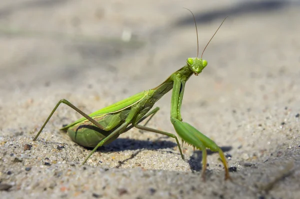 Tropische Mantis insect — Stockfoto
