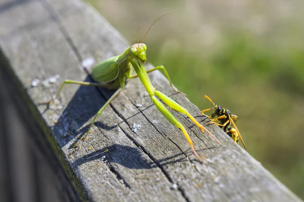 Wasp and big Mantis — Stock Photo, Image