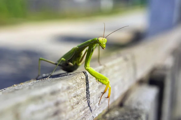 Tropical  Mantis  insect — Stock Photo, Image