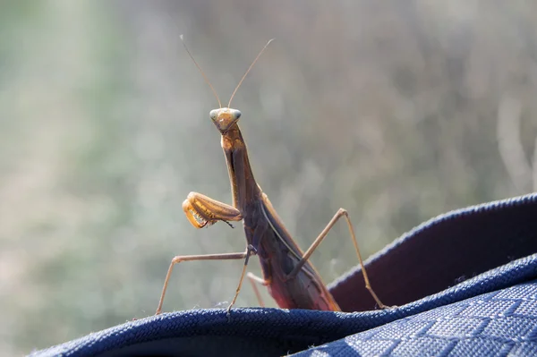 熱帯のカマキリの昆虫 — ストック写真