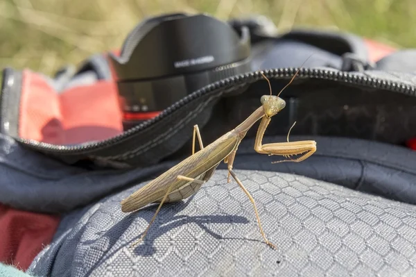 Tropical  Mantis  insect — Stock Photo, Image