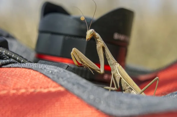 Tropical  Mantis  insect — Stock Photo, Image