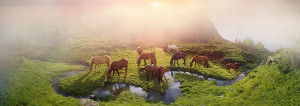 Manada de caballos pastando en pastos — Foto de Stock