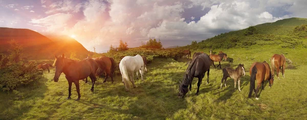 Cavalos rebanho pastoreio em pasto — Fotografia de Stock