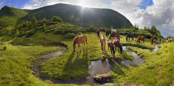 Κοπάδι άλογα που βόσκουν σε λιβάδια — Φωτογραφία Αρχείου
