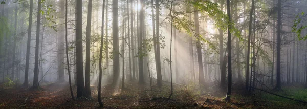 Карпатський дерев лісу — стокове фото