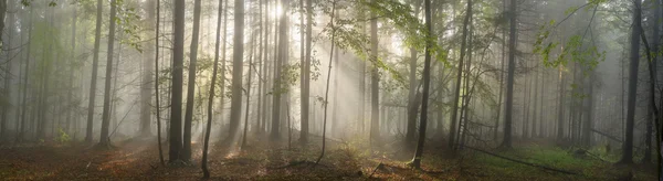 Árboles forestales de Cárpatos —  Fotos de Stock