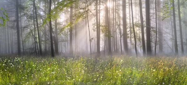 Karpaten Bos bomen — Stockfoto