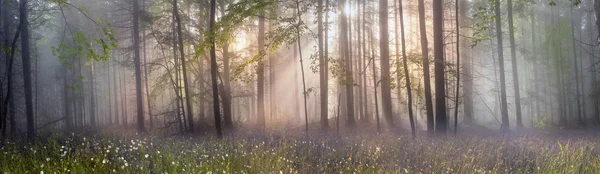 Karpaten Bos bomen — Stockfoto