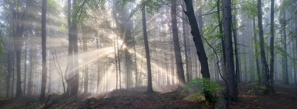 Karpat orman ağaçları — Stok fotoğraf