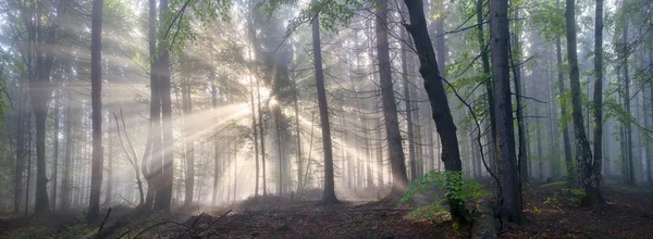 Alberi forestali dei Carpazi — Foto Stock