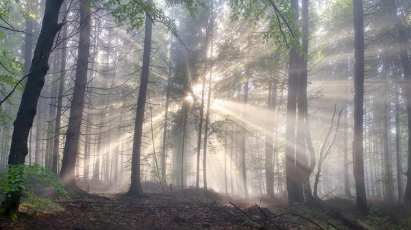 Karpaten Bos bomen — Stockfoto