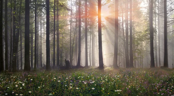 Karpaten-Waldbäume — Stockfoto