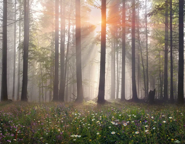 Karpaten-Waldbäume — Stockfoto