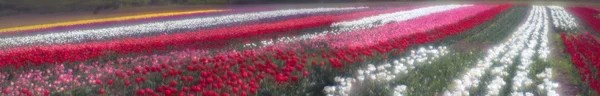 Blooming beautiful tulips in field — Stock Photo, Image