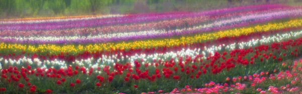 Blommande vackra tulpaner i fältet — Stockfoto