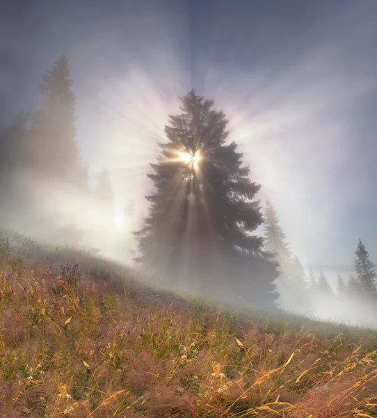 Magiska Carpathian forest — Stockfoto