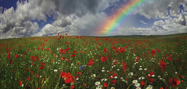 Campo de verano floreciente — Foto de Stock