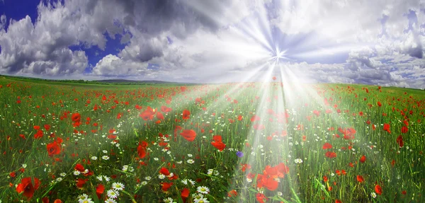 Campo de verano floreciente — Foto de Stock