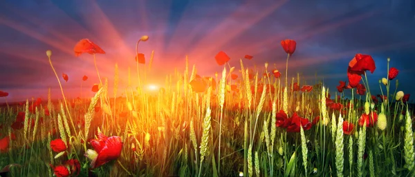 Цветущее летнее поле — стоковое фото