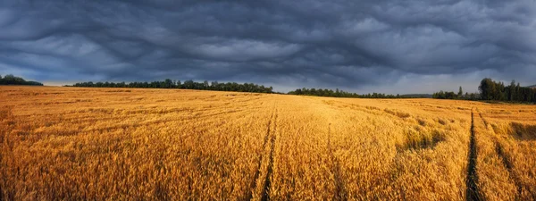 Złote lata żyta — Zdjęcie stockowe