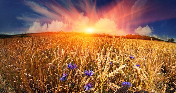 金色的夏天黑麦 — 图库照片